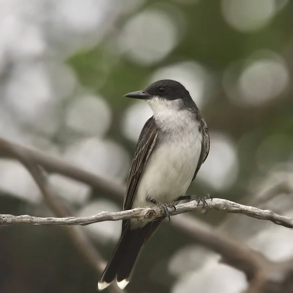 Východní Kingbird Tyrannus Tyrannus — Stock fotografie