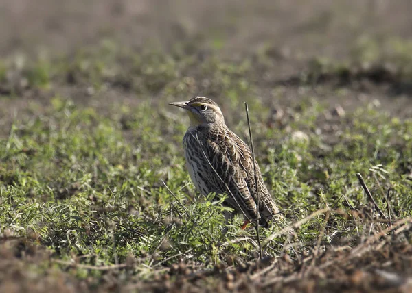 Meadowlark Occidentale Sturnella Neglecta — Foto Stock