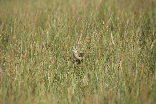 Boblink Hembra Dolichonyx Oryzivorus — Foto de Stock