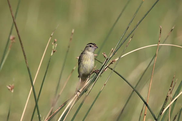 Boblink Samice Dolichonyx Oryzivorus — Stock fotografie