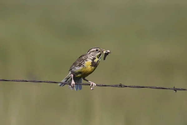 Западный Луговой Жаворонок Sturnella Neglecta — стоковое фото