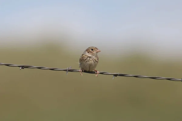 Кузнечик Воробей Ammodramus Savannarum — стоковое фото