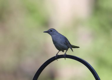 Gri Kedi Kuşu (dumetella carolinensis) 