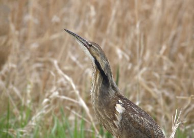 American Bittern (botaurus lenginosus) 