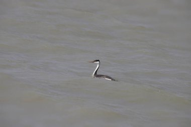 Batı Grebe (aechmophorus occidentalis) 