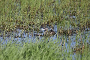 Pied-bill Grebe (podilymbus podiceps) 