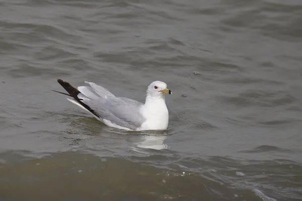 Mouette Bec Cerclé Larus Delawarensis — Photo