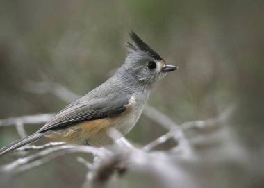 Siyah ibikli Titmouse (baeolophus atricristatus) 