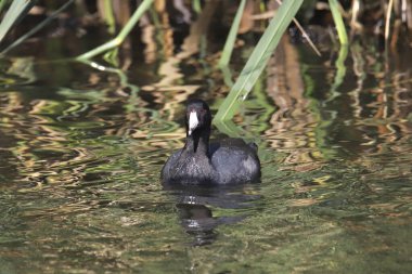 Amerikan Sakarmeke (Fulica americana)