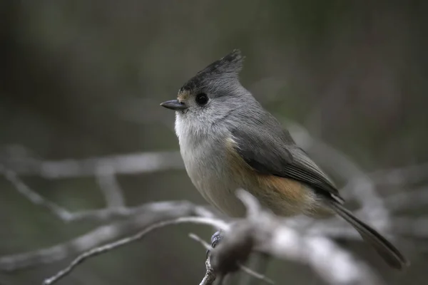 Чорнокристалічна Тім Яна Миша Baeolophus Atricristatus — стокове фото