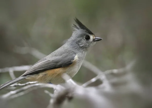 Чорнокристалічна Тім Яна Миша Baeolophus Atricristatus — стокове фото