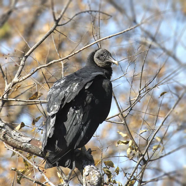 Avvoltoio Nero Coragyps Atratus — Foto Stock