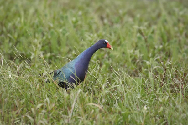 Mor Gallinule Porphrio Marinicus — Stok fotoğraf