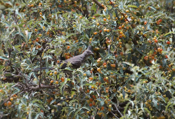 Phainopepla Самиця Ніц Фаінопепли Дереві Повному Ягід — стокове фото