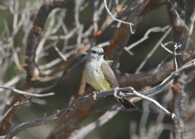 Batı Kingbird (tyrannus verticalis)