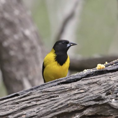 Audubon 'un Oriole' u (erkek) (icterus graduacauda)