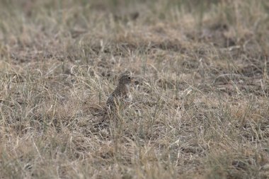 Boynuzlu Lark (juvenile) (eremophila alpestris))