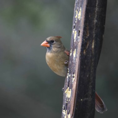 Kuzey Kardinali (dişi) (kardinalis cardinalis) bir süet besleyiciden yemek yer