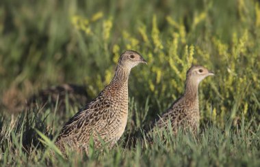 Halka boyunlu Sülün (dişi) (Fas kolşisi))