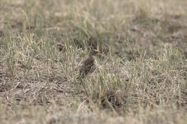 Horned Lark Fiatal Eremophila Alpestris — Stock Fotó