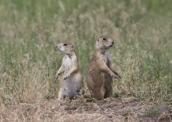 Twee Prairiehonden Met Zwarte Staart Cynomys Ludovicianus Rug Aan Rug — Stockfoto