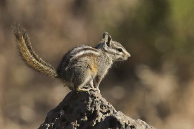En Az Sincap (tamias minimus)