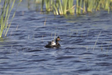 Eared Grebe (yetişkin ve genç) (Podiceps nigricollis)