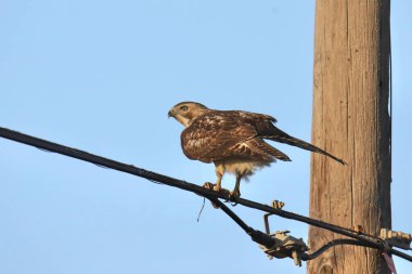 Kızıl Kuyruklu Şahin (buteo jamaicensis)