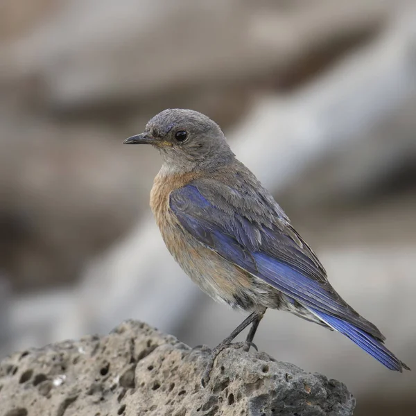 Western Bluebird Fena Sialia Mexicana — Stock fotografie