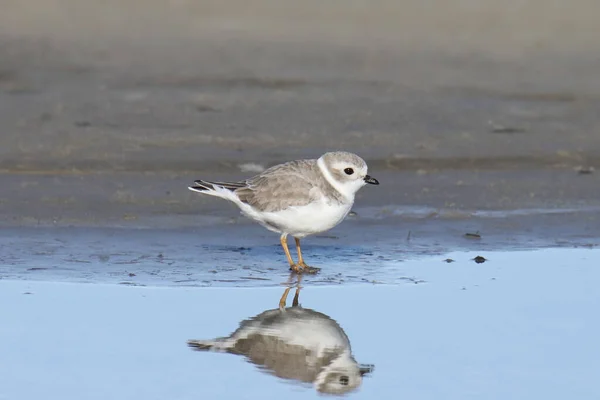 Pluvier Siffleur Non Reproducteur Charadrius Melodus — Photo