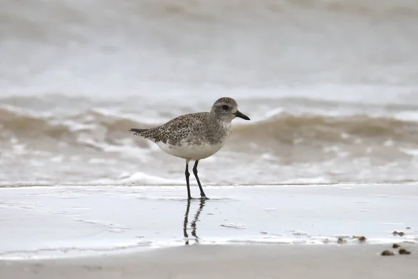 Plover Barriga Preta Não Reprodutores Pluvialis Squatarola — Fotografia de Stock