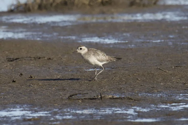 Pluvier Ventre Noir Non Reproducteur Pluvialis Squatarola — Photo