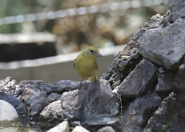 Tanager Été Femelle Piranga Rubra — Photo