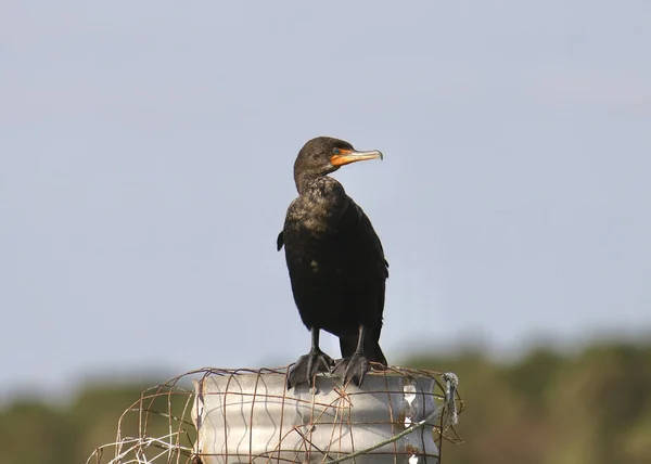 Cormorano Doppia Cresta Phalacrocorax Auritus — Foto Stock