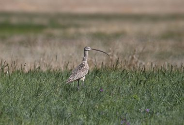 Uzun gagalı Curlew (Numenius americanus)