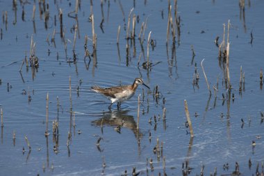 Wilson 's Phalarope (erkek) (phalaropus üç renkli)) 