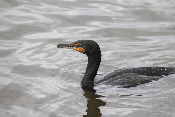 Cormorán Doble Cresta Phalacrocorax Auritus — Foto de Stock