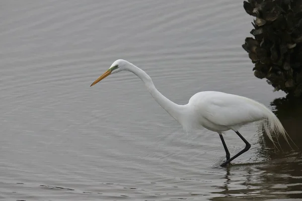 Great Egret Breeding Looking Next Meal — Photo