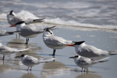 Royal Tern (üreme yoksunluğu) (thalasseus maximus)