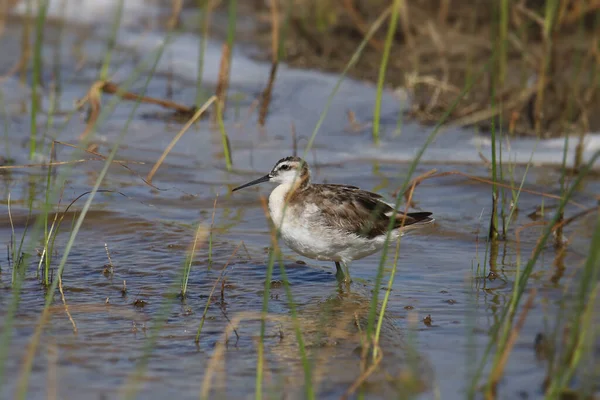 Falarope Wilson Masculino Phalaropus Tricolor — Fotografia de Stock