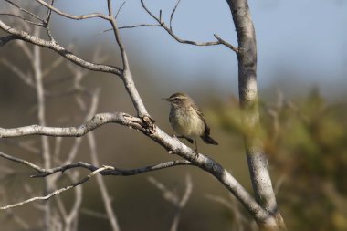 Palmiye Bülbülü (setophaga palmarum) çıplak bir ağaca tünemiştir.