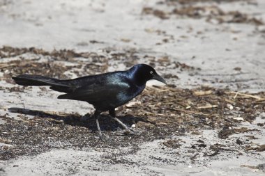 Tekne kuyruklu Grackle (erkek) (quiscalus major) 