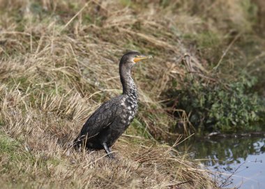 Çift tepeli Karabatak (phalacrocorax auritus))