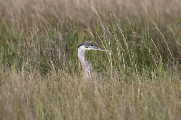 Grand Héron Ardea Herodias Scrutant Des Herbes Hautes — Photo