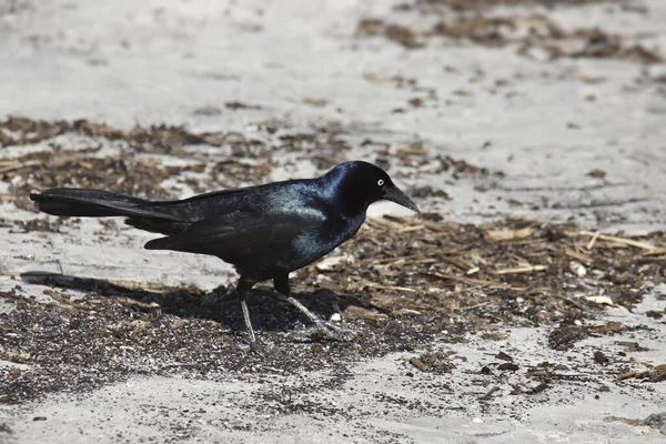 Barca Coda Grackle Maschio Quiscalus Major — Foto Stock