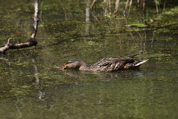 Mallard Duck Fêmea Anas Platyrhynchos Desnatando Algas Superfície Uma Lagoa — Fotografia de Stock
