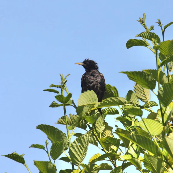 European Starling Αναπαραγωγή Sturnus Vulgaris — Φωτογραφία Αρχείου