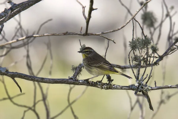 Parula Delle Palme Setophaga Palmarum — Foto Stock