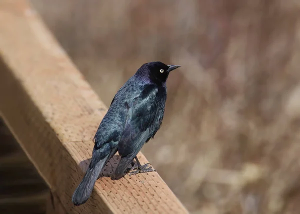 Gemeiner Grackle Quiscalus Quiscula — Stockfoto