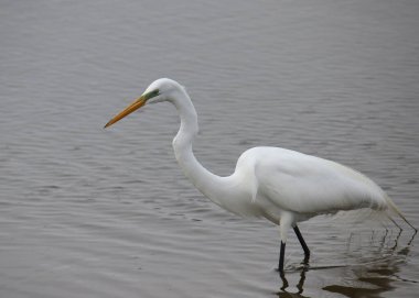 Büyük Akbalıkçıl (üreme) (ardea alba)